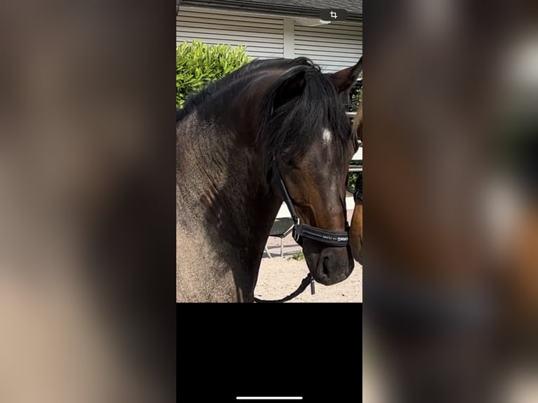 Deutsches Reitpony Wallach 10 Jahre 148 cm Brauner in Friedberg