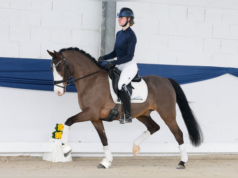 Deutsches Reitpony Wallach 10 Jahre 148 cm Brauner in Marsberg