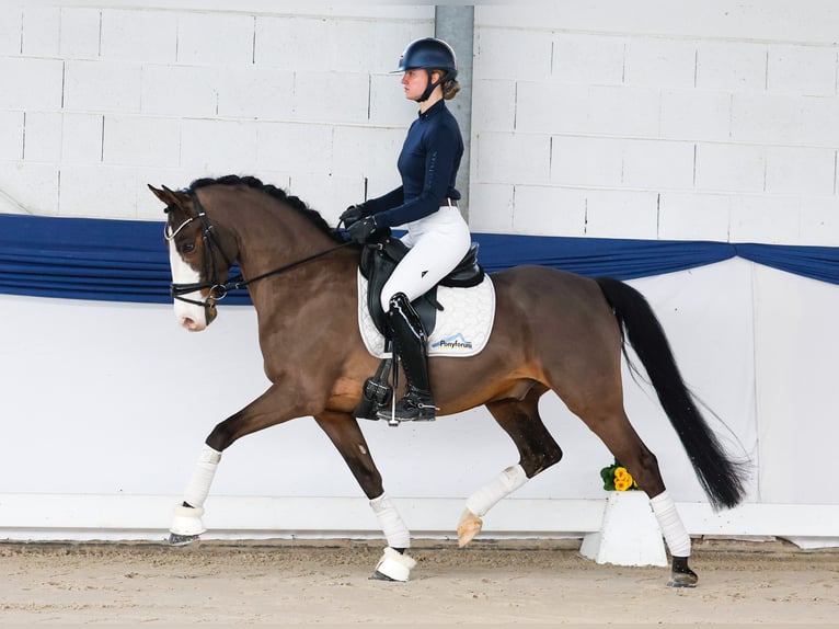 Deutsches Reitpony Wallach 10 Jahre 148 cm Brauner in Marsberg