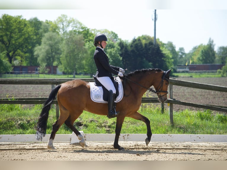 Deutsches Reitpony Wallach 10 Jahre 148 cm Brauner in Stuhr