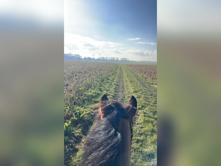 Deutsches Reitpony Wallach 10 Jahre 148 cm Brauner in Bruchhausen-Vilsen