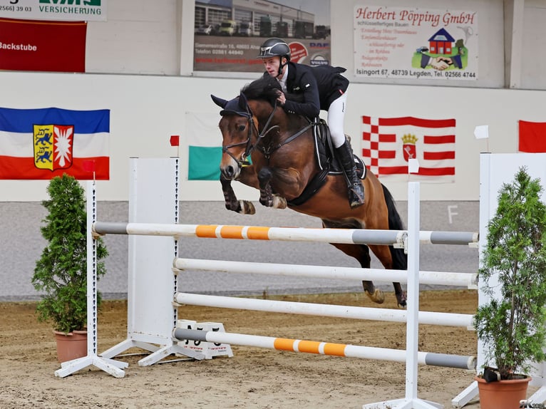 Deutsches Reitpony Wallach 10 Jahre 148 cm Brauner in Bruchhausen-Vilsen