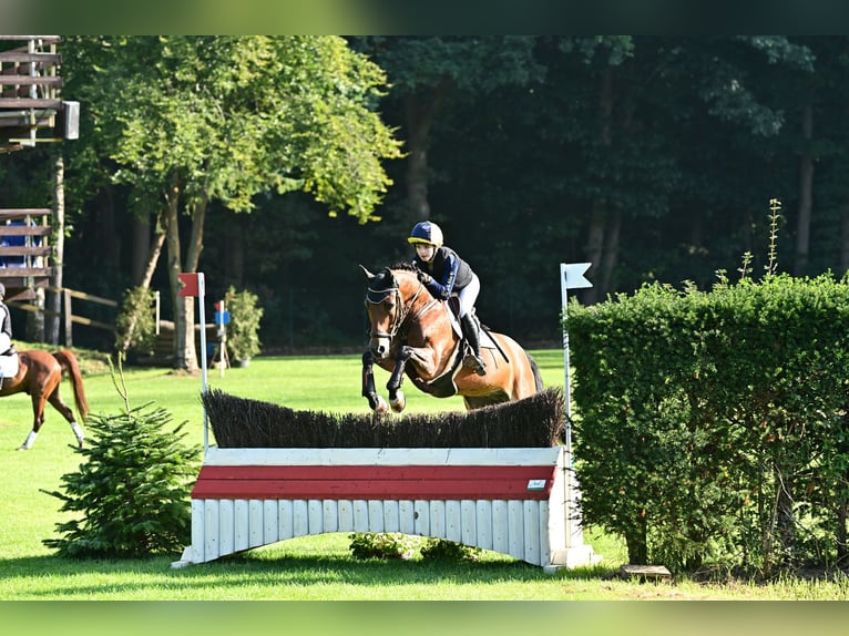 Deutsches Reitpony Wallach 10 Jahre 148 cm Brauner in Bruchhausen-Vilsen