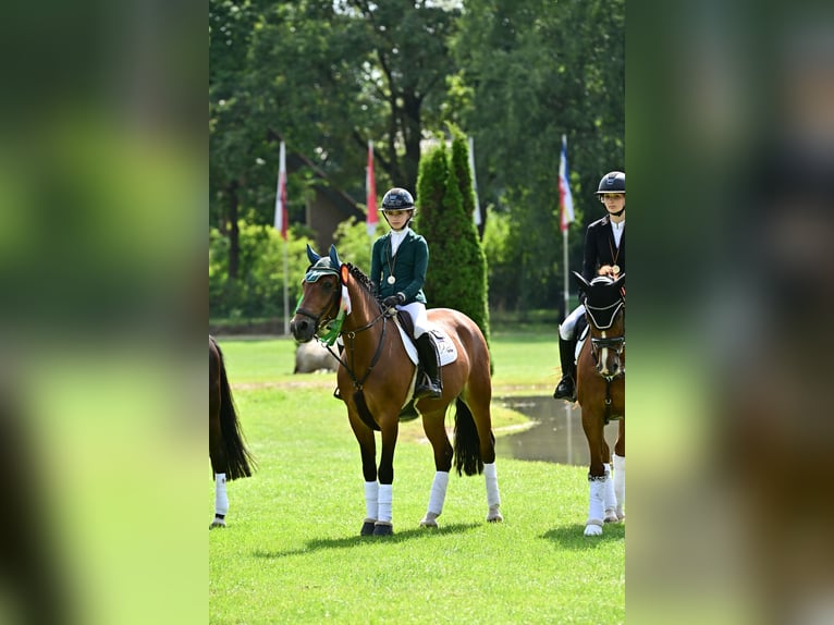 Deutsches Reitpony Wallach 10 Jahre 148 cm Brauner in Bruchhausen-Vilsen