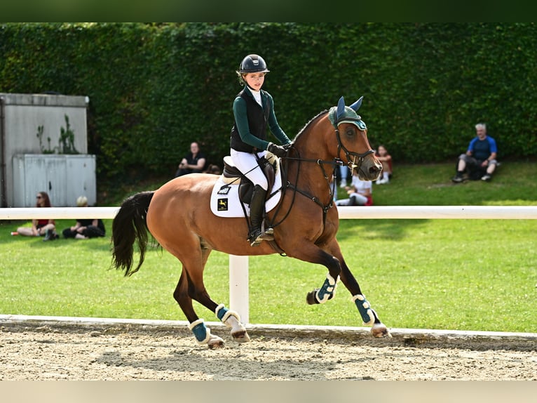 Deutsches Reitpony Wallach 10 Jahre 148 cm Brauner in Bruchhausen-Vilsen