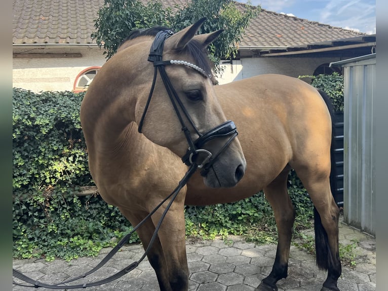 Deutsches Reitpony Wallach 10 Jahre 148 cm Buckskin in Fr&#xF6;ndenberg