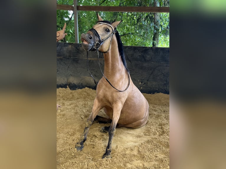 Deutsches Reitpony Wallach 10 Jahre 148 cm Buckskin in Fr&#xF6;ndenberg