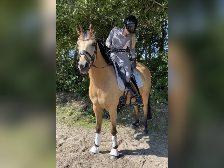 Deutsches Reitpony Wallach 10 Jahre 148 cm Buckskin in Fr&#xF6;ndenberg