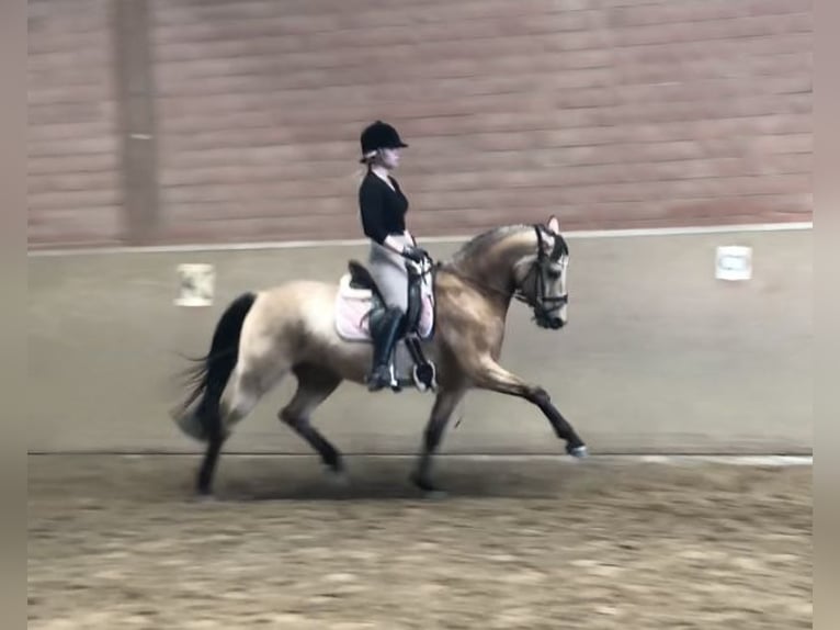 Deutsches Reitpony Wallach 10 Jahre 148 cm Buckskin in Fr&#xF6;ndenberg