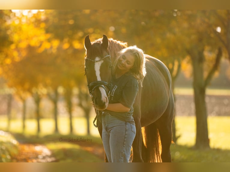 Deutsches Reitpony Wallach 10 Jahre 148 cm in Ofterdingen