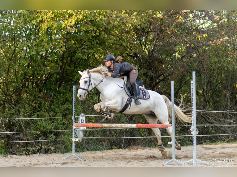 Deutsches Reitpony Wallach 10 Jahre 148 cm in Ofterdingen