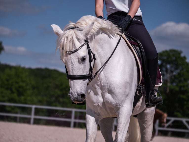 Deutsches Reitpony Wallach 10 Jahre 148 cm in Ofterdingen