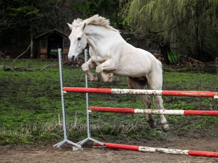 Deutsches Reitpony Wallach 10 Jahre 148 cm in Ofterdingen