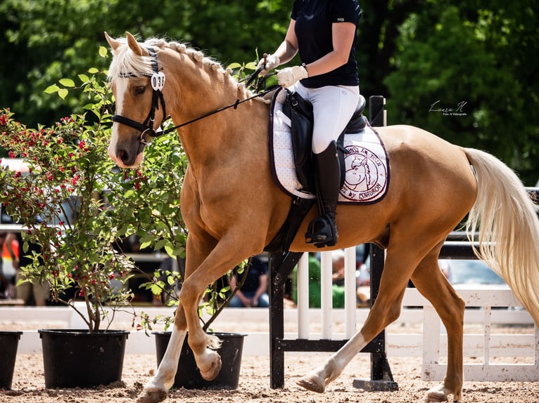 Deutsches Reitpony Wallach 10 Jahre 148 cm in Ofterdingen