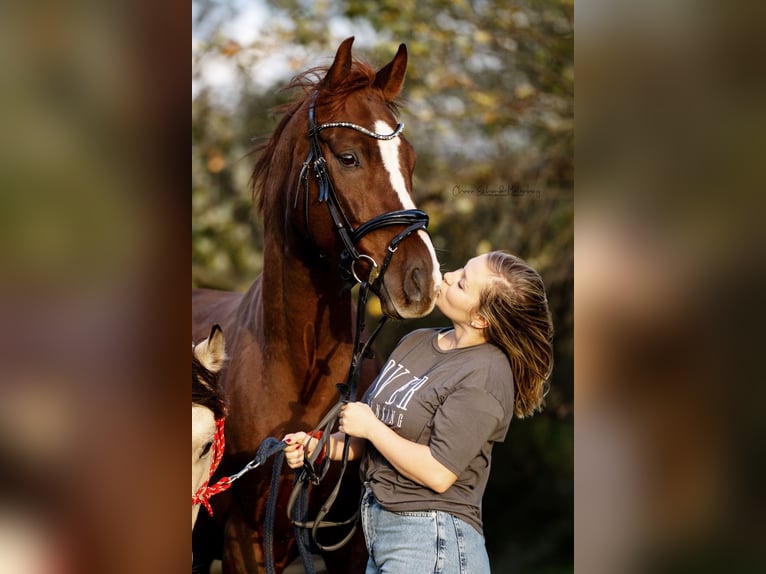 Deutsches Reitpony Wallach 10 Jahre 148 cm in Ofterdingen