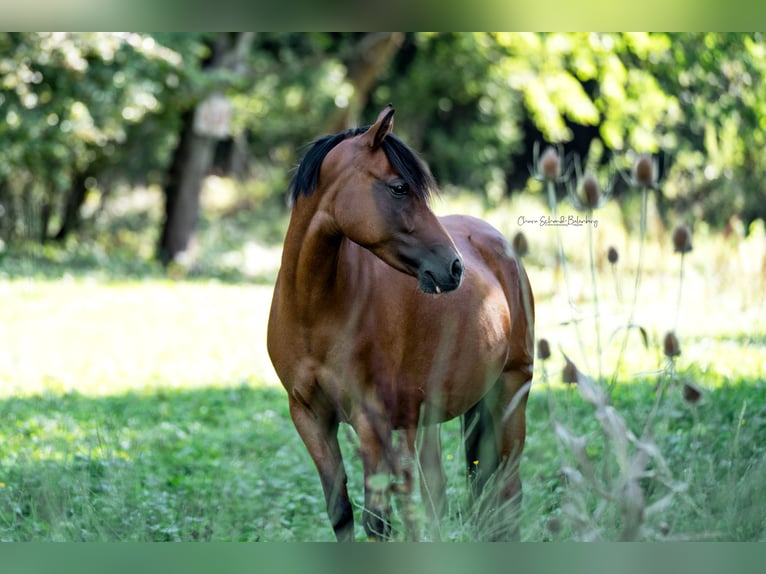 Deutsches Reitpony Wallach 10 Jahre 148 cm in Ofterdingen