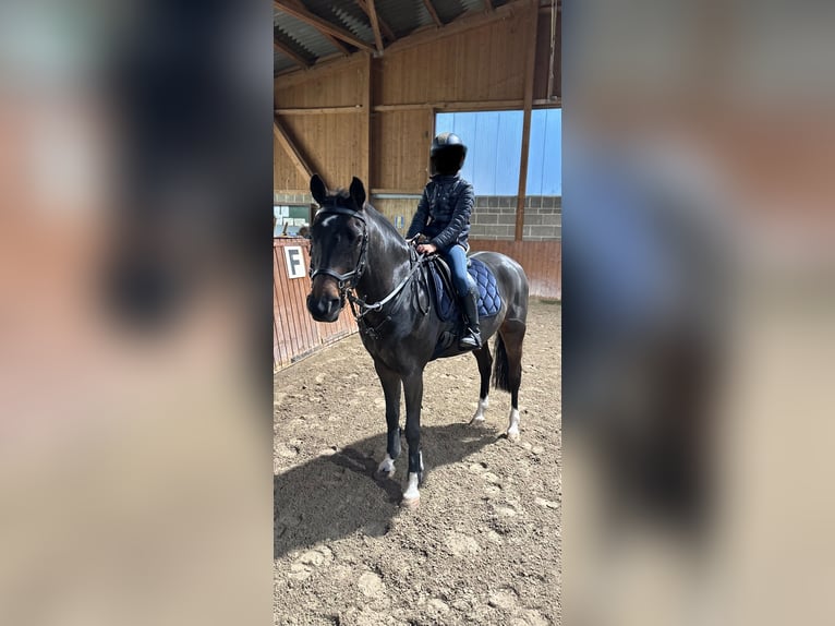 Deutsches Reitpony Wallach 10 Jahre 148 cm Dunkelbrauner in M&#xFC;nzenberg