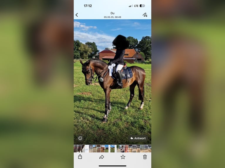 Deutsches Reitpony Wallach 10 Jahre 148 cm Dunkelbrauner in M&#xFC;nzenberg