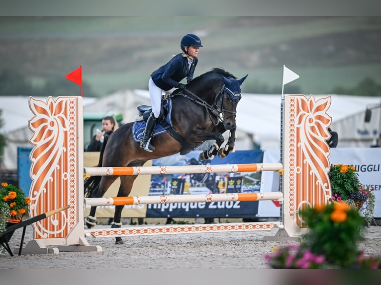 Deutsches Reitpony Wallach 10 Jahre 148 cm Dunkelbrauner in Reichenburg