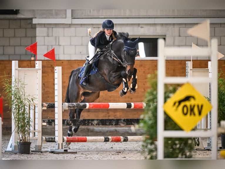 Deutsches Reitpony Wallach 10 Jahre 148 cm Dunkelbrauner in Reichenburg