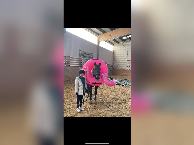 Deutsches Reitpony Wallach 10 Jahre 148 cm Dunkelfuchs in Naumburg