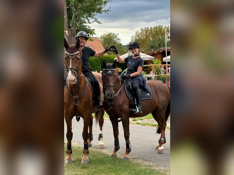 Deutsches Reitpony Wallach 10 Jahre 148 cm Dunkelfuchs in Naumburg