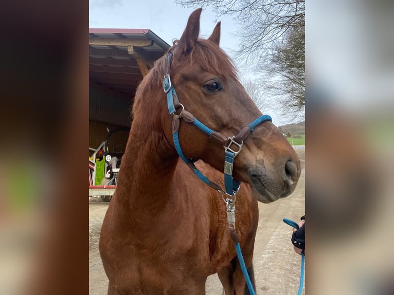 Deutsches Reitpony Wallach 10 Jahre 148 cm Dunkelfuchs in Naumburg