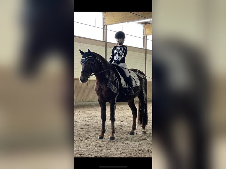Deutsches Reitpony Wallach 10 Jahre 148 cm Dunkelfuchs in Naumburg