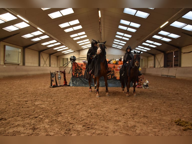 Deutsches Reitpony Wallach 10 Jahre 148 cm Dunkelfuchs in Naumburg