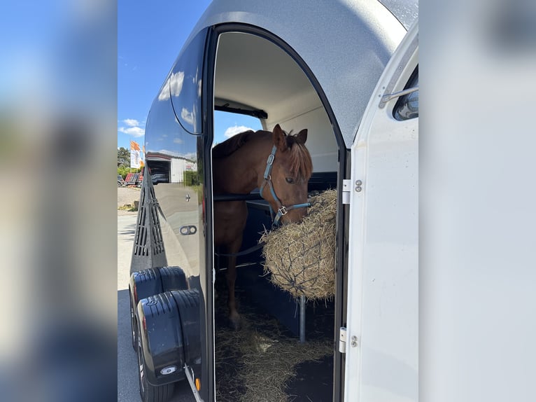 Deutsches Reitpony Wallach 10 Jahre 148 cm Dunkelfuchs in Naumburg