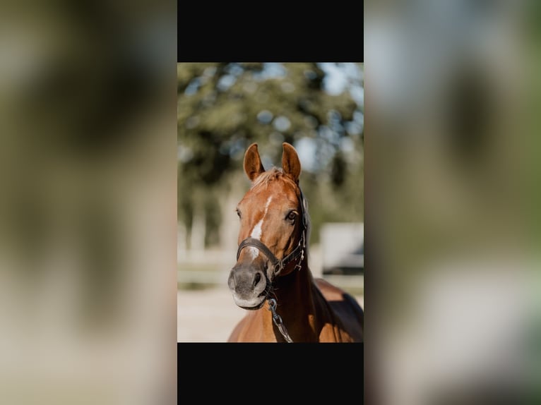 Deutsches Reitpony Wallach 10 Jahre 148 cm Falbe in Apen