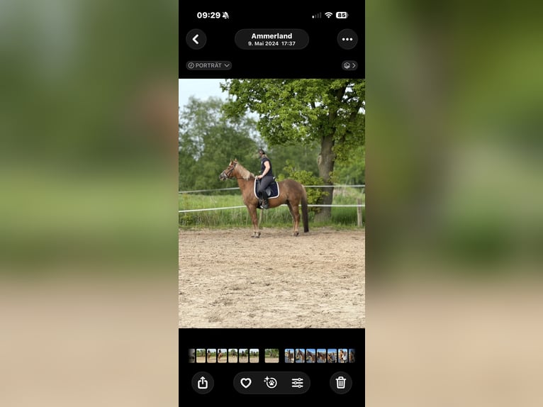 Deutsches Reitpony Wallach 10 Jahre 148 cm Falbe in Apen