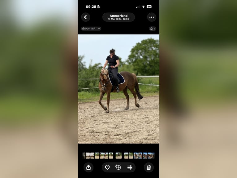 Deutsches Reitpony Wallach 10 Jahre 148 cm Falbe in Apen