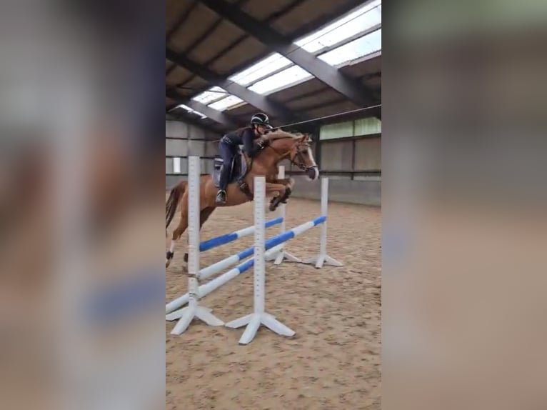 Deutsches Reitpony Wallach 10 Jahre 148 cm Falbe in Köln