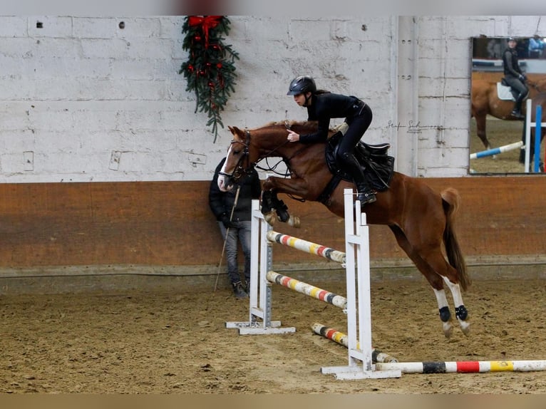 Deutsches Reitpony Wallach 10 Jahre 148 cm Falbe in Köln
