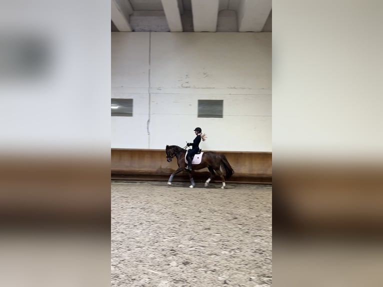 Deutsches Reitpony Wallach 10 Jahre 148 cm Fuchs in Dachau