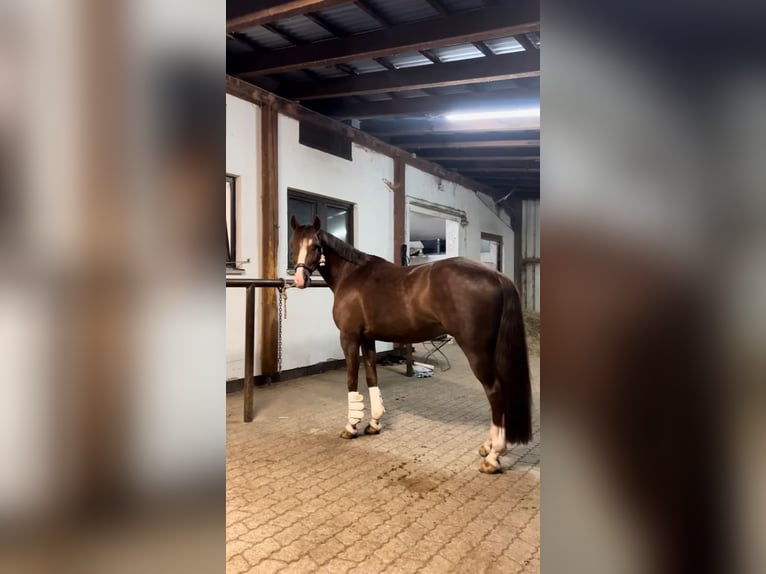 Deutsches Reitpony Wallach 10 Jahre 148 cm Fuchs in Dachau