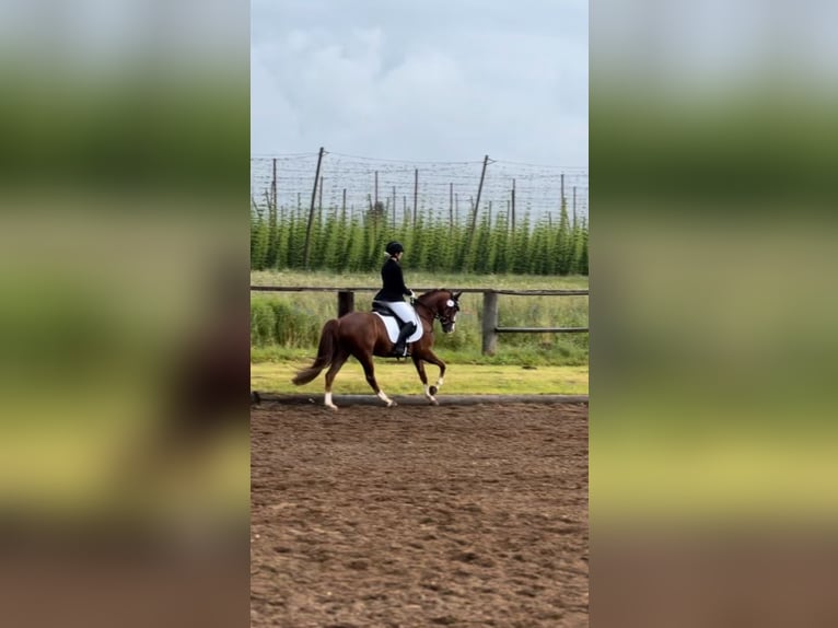 Deutsches Reitpony Wallach 10 Jahre 148 cm Fuchs in Dachau