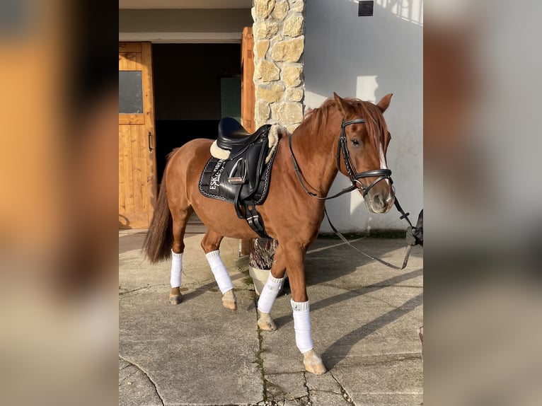 Deutsches Reitpony Wallach 10 Jahre 148 cm Fuchs in Zerf