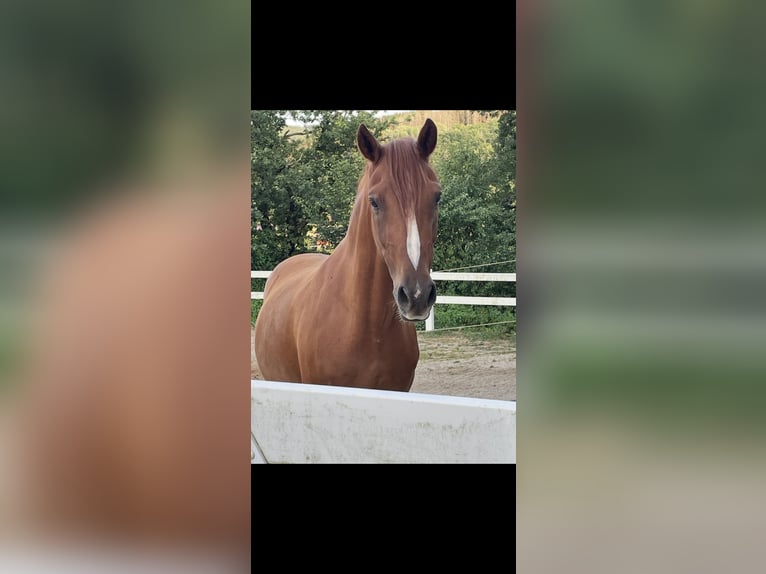 Deutsches Reitpony Wallach 10 Jahre 148 cm Fuchs in Zerf