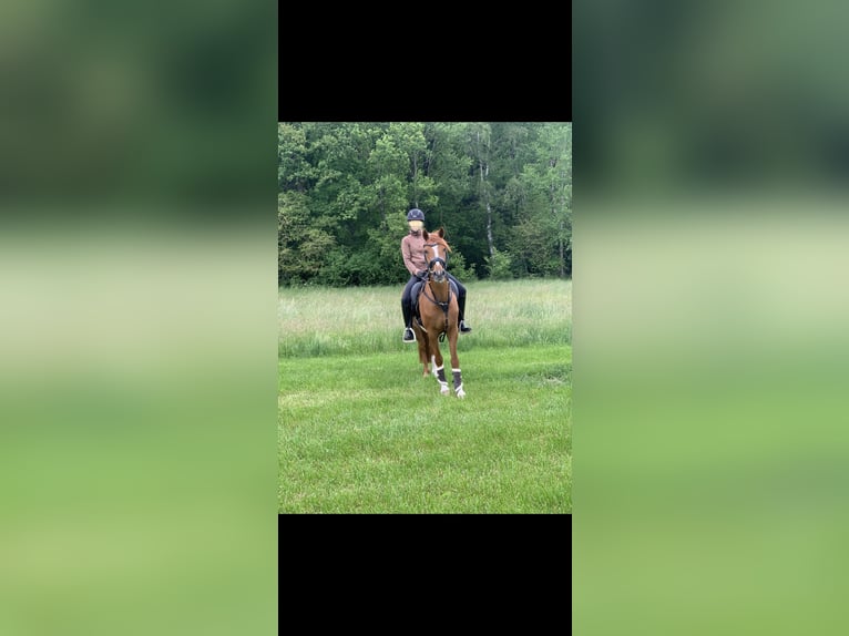 Deutsches Reitpony Wallach 10 Jahre 148 cm Fuchs in Zerf