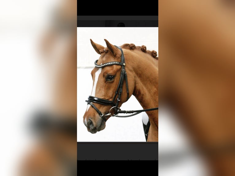 Deutsches Reitpony Wallach 10 Jahre 148 cm Fuchs in Zerf