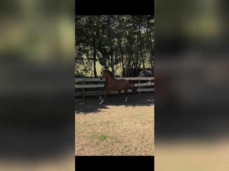 Deutsches Reitpony Wallach 10 Jahre 148 cm Fuchs in Zerf