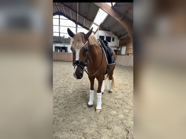 Deutsches Reitpony Wallach 10 Jahre 148 cm Fuchs in Fuldabr&#xFC;ck