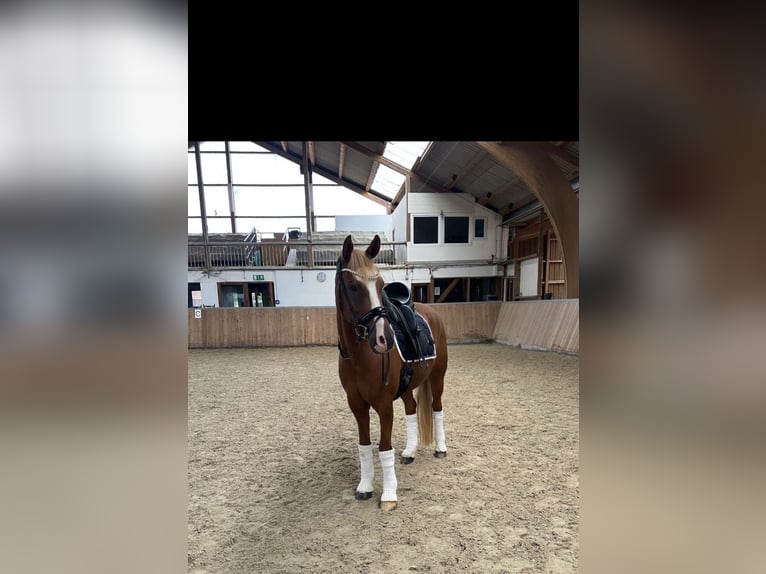 Deutsches Reitpony Wallach 10 Jahre 148 cm Fuchs in Fuldabr&#xFC;ck
