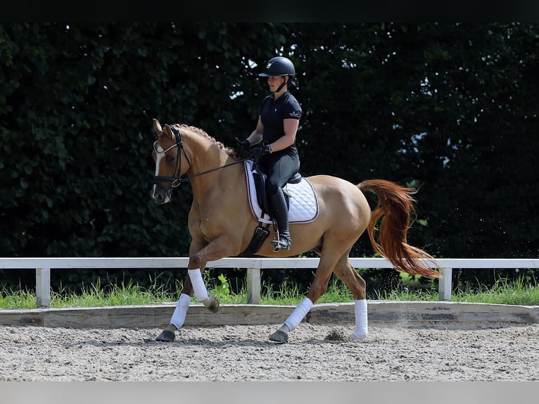 Deutsches Reitpony Wallach 10 Jahre 148 cm Fuchs in Altenstadt