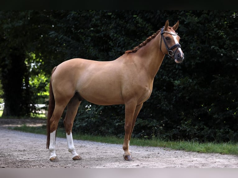 Deutsches Reitpony Wallach 10 Jahre 148 cm Fuchs in Altenstadt