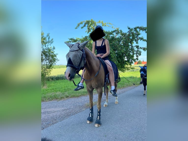 Deutsches Reitpony Wallach 10 Jahre 148 cm Fuchs in Brahmenau