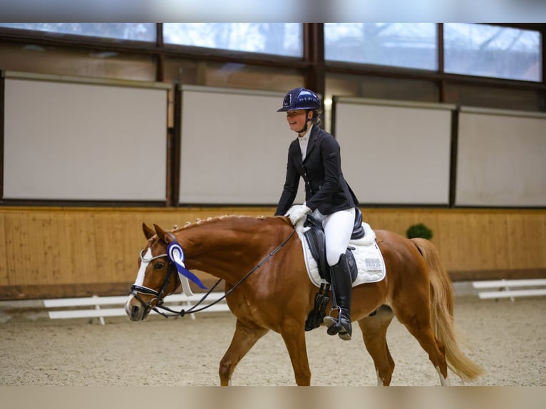 Deutsches Reitpony Wallach 10 Jahre 148 cm Fuchs in Schmalfeld