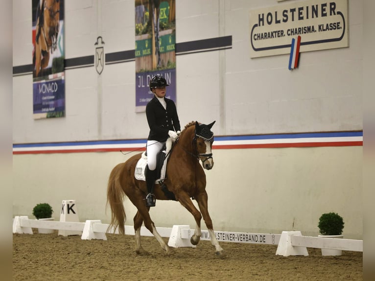 Deutsches Reitpony Wallach 10 Jahre 148 cm Fuchs in Schmalfeld